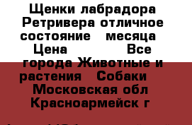 Щенки лабрадора Ретривера отличное состояние 2 месяца › Цена ­ 30 000 - Все города Животные и растения » Собаки   . Московская обл.,Красноармейск г.